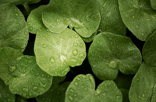 Kawakawa leaf