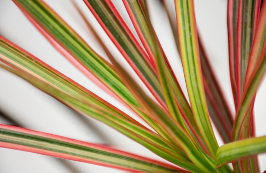 Harakeke flax
